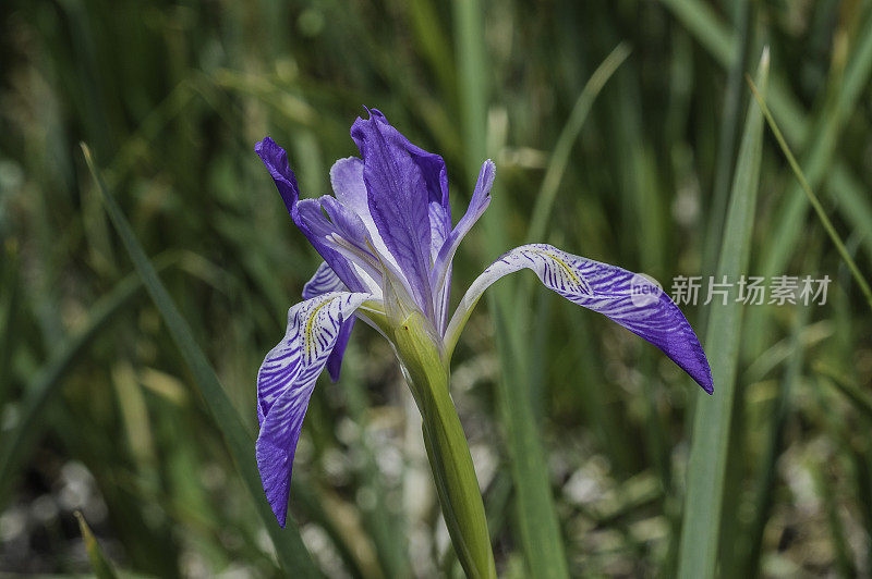 鸢尾(Iris missouri, syn. I. montana)是鸢尾科鸢尾属的一种。内华达山脉东侧，因约国家森林，麦吉溪峡谷，Mono县，加利福尼亚州。